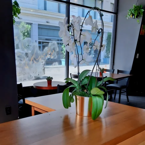 Tables by the window